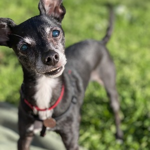 Fundraising Page: Andrea Rodgers